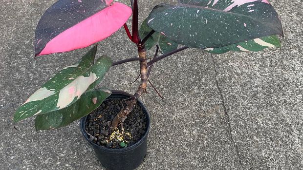Half Moon Philodendron Pink Princess (Tangkapan Layar Etsy/alohaplants)