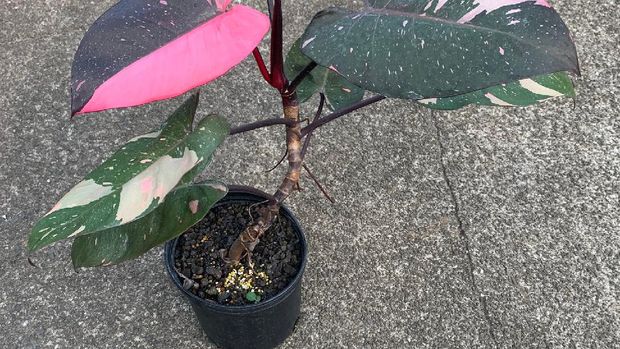 Half Moon Philodendron Pink Princess Half Moon Philodendron Pink Princess (Tangkapan Layar Etsy/alohaplants)