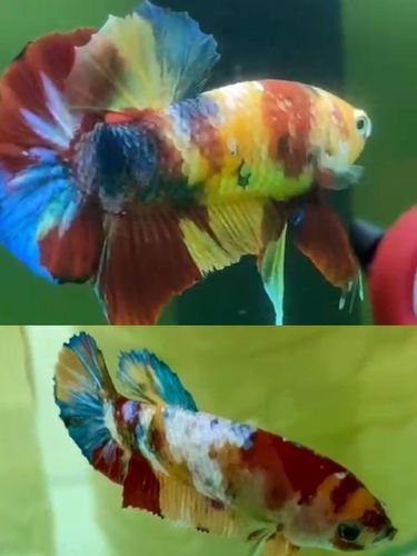 Perbedaan ikan cupang jantan (atas) dan betina (bawah). Dok. Instagram @cimanggisbettafarm.