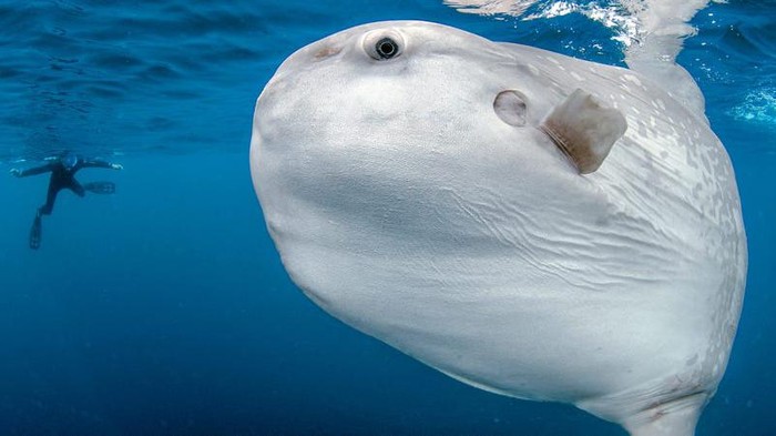 Ikan mola-mola