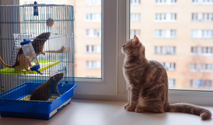 One young cat and two adult rats are looking at each other on the windowsill.