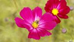Foto Indahnya Taman Bunga Cosmos di Korsel