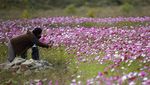 Foto Indahnya Taman Bunga Cosmos di Korsel