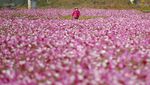 Foto Indahnya Taman Bunga Cosmos di Korsel