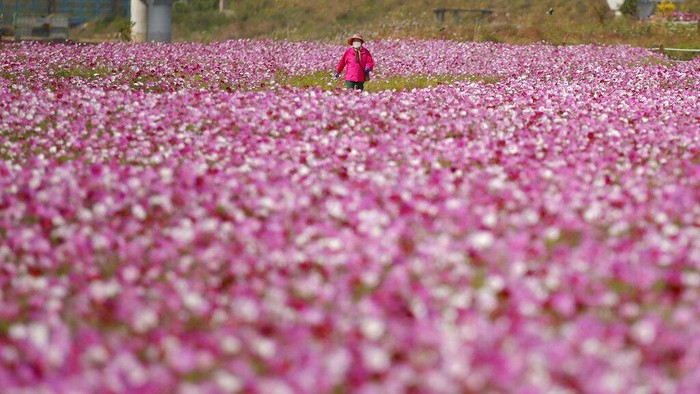 A visitor wearing a face mask as a precaution against the coronavirus takes a picture of blooming cosmos flowers in Paju, South Korea, Wednesday, Oct. 14, 2020. (AP Photo/Lee Jin-man)