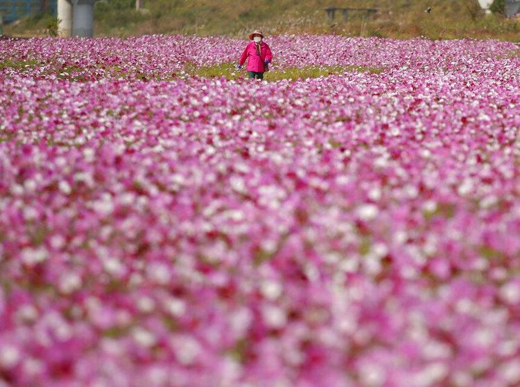 Foto Indahnya Taman Bunga Cosmos di Korsel