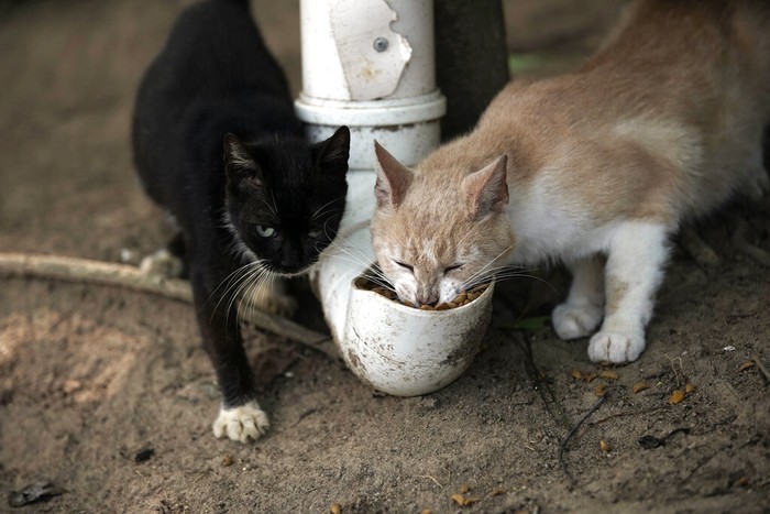 Cats rest near a shelter built for them by volunteers from Animal Heart Protectors on Furtada Island, popularly known as “Island of the Cats,” in Mangaratiba, Brazil, Tuesday, Oct. 13, 2020. Volunteers are working to ensure the stray and feral cats living off the coast of Brazil have enough food after fishermen saw the animals eating others corpses, an unexpected consequence of the coronavirus pandemic after restrictions forced people to quarantine, sunk tourism, shut restaurants that dish up seafood and sharply cut down boat traffic around the island. (AP Photo/Silvia Izquierdo)