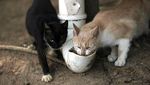 Foto Pulau Untuk Kucing Liar di Brasil
