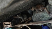 Meski pemerintah setempat telah menetapkan aturan dilarang membuang kucing ke Pulau Furtada, tapi populasi kucing semakin bertambah banyak.  