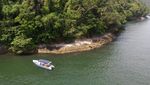 Foto Pulau Untuk Kucing Liar di Brasil