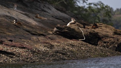 Foto Pulau Untuk Kucing Liar di Brasil