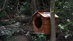Foto Pulau Untuk Kucing Liar di Brasil