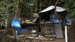 Foto Pulau Untuk Kucing Liar di Brasil