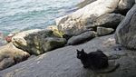 Foto Pulau Untuk Kucing Liar di Brasil