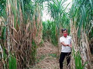Menengok Bisnis Tanaman Pakan Ternak di Tengah Pandemi