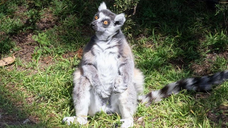 lemur lemur