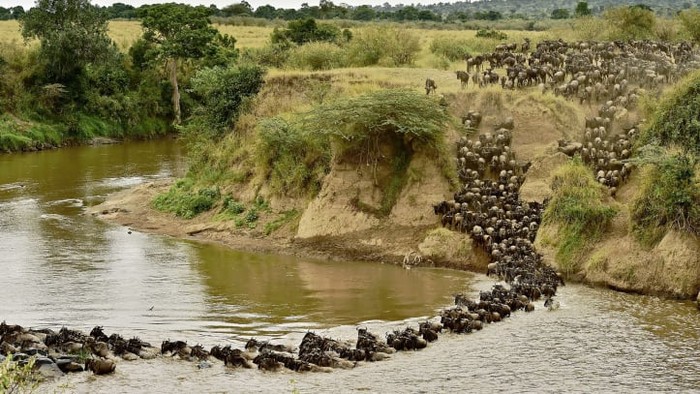 Migrasi hewan Maasai Mara Afrika