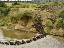 Hampir 8.000 Spesies Hewan Terancam Punah pada Akhir Abad Ini, Ada Dua Penyebab