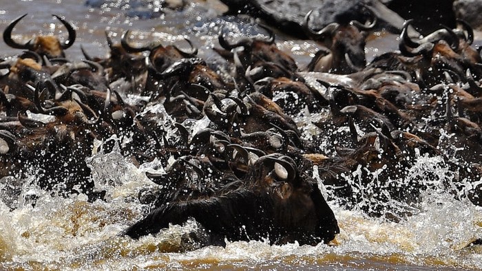 Migrasi hewan Maasai Mara Afrika