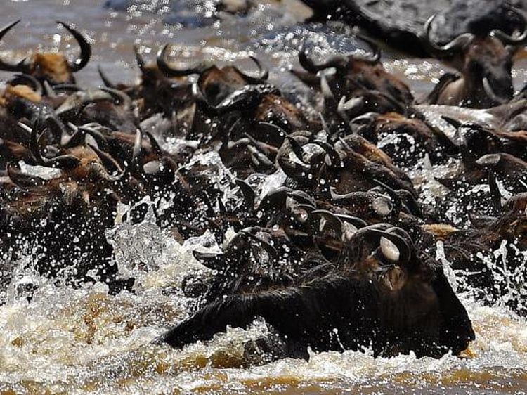 Safari Migrasi Hewan Terbesar di Bumi Kini Sepi Wisatawan