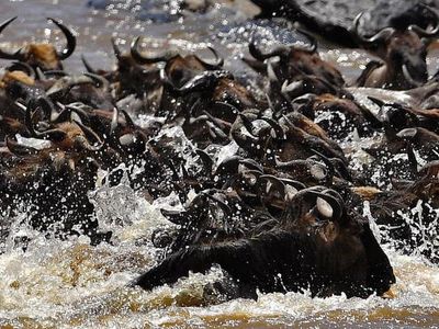 Safari Migrasi Hewan Terbesar di Bumi Kini Sepi Wisatawan