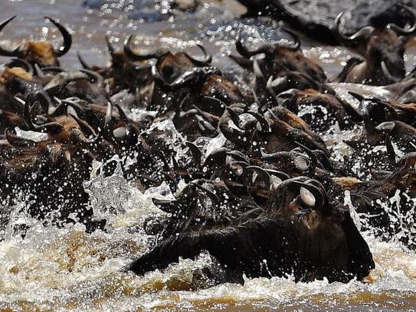 Safari Migrasi Hewan Terbesar di Bumi Kini Sepi Wisatawan