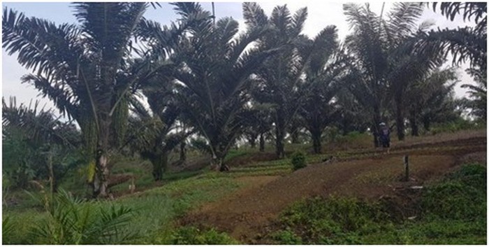pohon aren