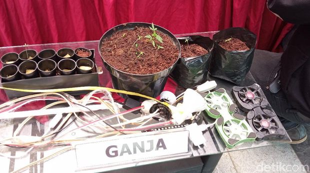 Pria Bandung Tanam Ganja Asal Amerika