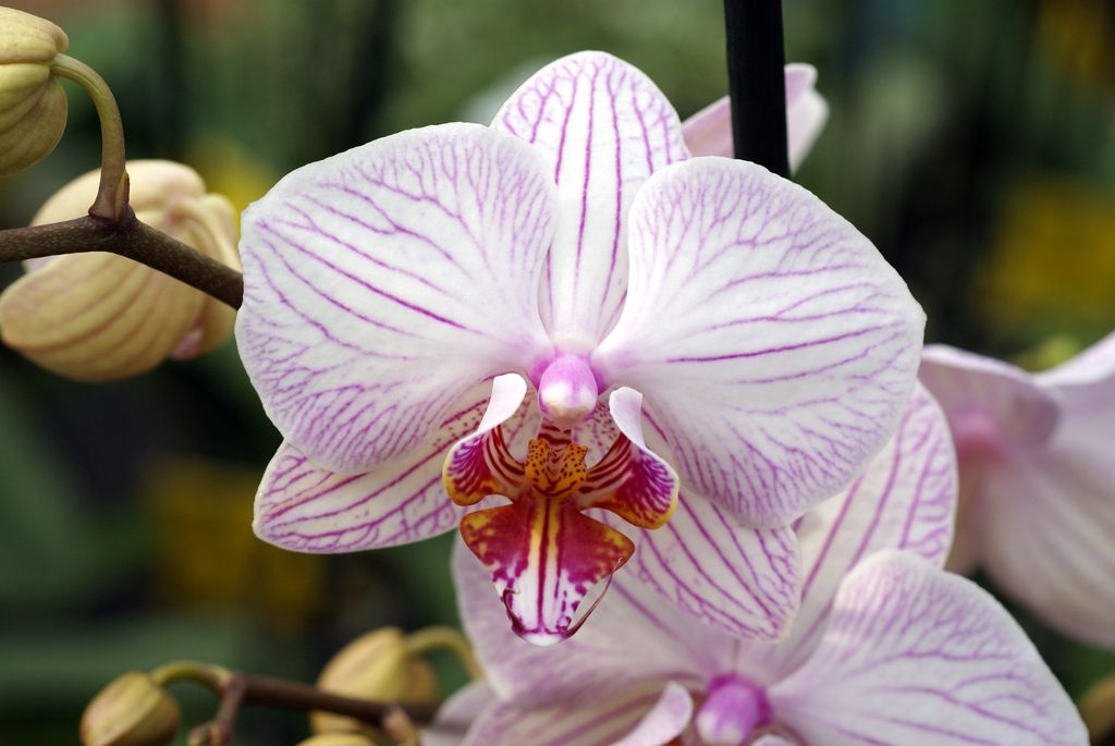 Shenzhen Nongke Orchid (foto :WALLSDESK)