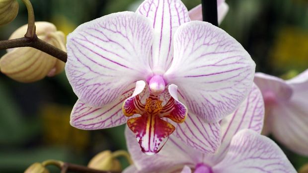 Shenzhen Nongke Orchid (foto :WALLSDESK)
