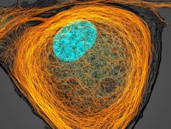 Deretan Foto Mikroskop Terbaik yang Bikin Mata Terpana