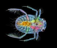 Small World Photomicrography Nikon 2020