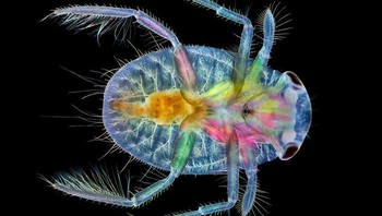 Posisi ke-17, pemanangan ventral dari seorang tukang perahu air yang belum dewasa. Karya Anne Algar. Foto: Small World Photomicrography Nikon 2020