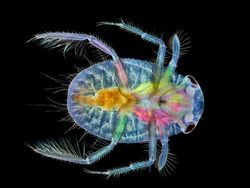 Deretan Foto Mikroskop Terbaik yang Bikin Mata Terpana