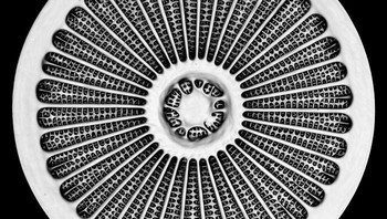 Posisi ke-19, Dinding sel silika diatom laut Arachnoidiscus sp. Karya Dr. Jan Michels.  Foto: Small World Photomicrography Nikon 2020