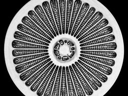 Deretan Foto Mikroskop Terbaik yang Bikin Mata Terpana