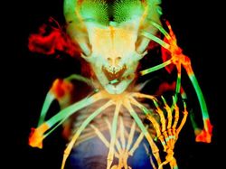 Deretan Foto Mikroskop Terbaik yang Bikin Mata Terpana