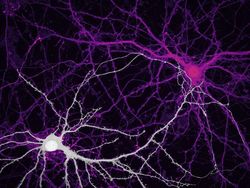 Deretan Foto Mikroskop Terbaik yang Bikin Mata Terpana