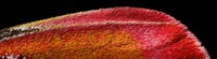 Small World Photomicrography Nikon 2020