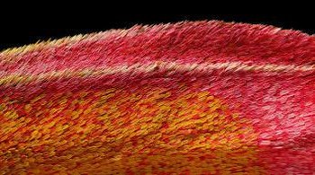 Posisi ke-18, Sayap ngengat Atlas. Karya Chris Perani. Foto: Small World Photomicrography Nikon 2020