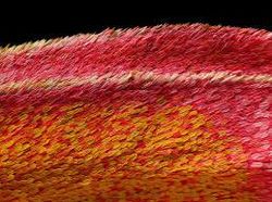 Deretan Foto Mikroskop Terbaik yang Bikin Mata Terpana