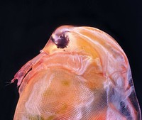 Small World Photomicrography Nikon 2020