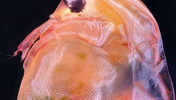 Posisi ke-10, Daphnia magna (Phyllopoda). Karya Ahmad Fauzan. Foto: Small World Photomicrography Nikon 2020