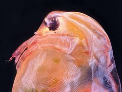 Deretan Foto Mikroskop Terbaik yang Bikin Mata Terpana