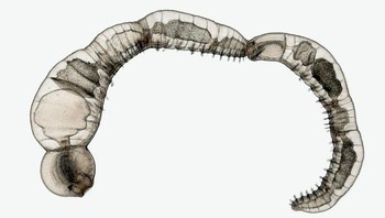 Posisi ke-15  Rantai individu anak perempuan dari spesies annelida yang bereproduksi secara aseksual, Chaetogaster diaphanus. Karya Dr. Eduardo Zattara, Dr. Alexa Bely. Foto: Small World Photomicrography Nikon 2020