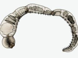 Deretan Foto Mikroskop Terbaik yang Bikin Mata Terpana