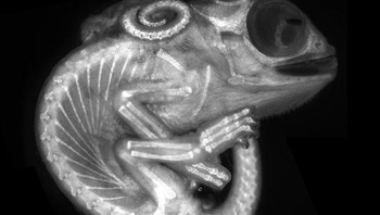 Posisi ke-8, Embrio Chameleon karya  Dr. Allan Carrillo Baltodano. Foto: Small World Photomicrography Nikon 2020