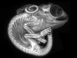 Deretan Foto Mikroskop Terbaik yang Bikin Mata Terpana