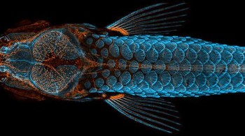 Posisi pertama, Zebrafish menampilkan punggung tulang dan sisik berwarna biru dan pembuluh limfatif warna oranye pada ikan zebra. karya Daniel Castranova, Dr Brant Weinstein & Bakary Samasa. Foto: Small World Photomicrography Nikon 2020