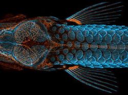 Deretan Foto Mikroskop Terbaik yang Bikin Mata Terpana